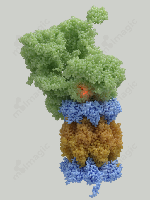 26 S Proteasome