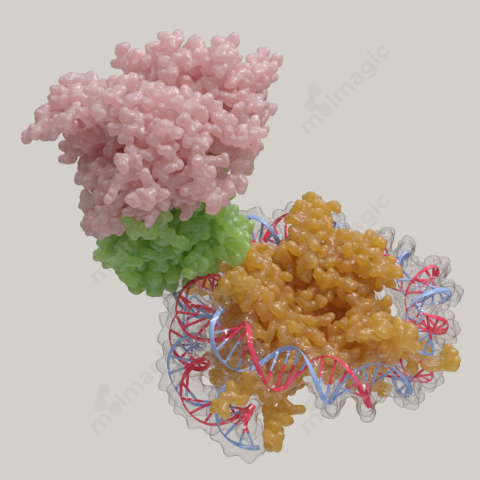 Nucleosome Complex